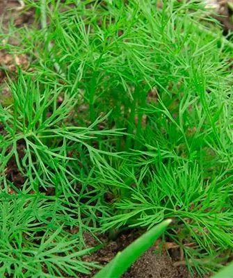 Укроп Карлик зелень