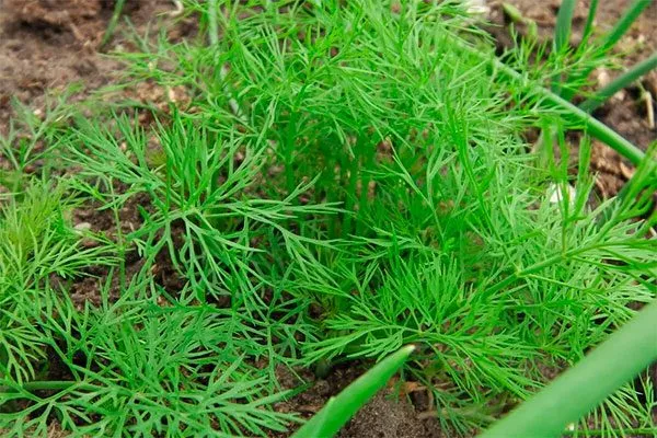 Укроп Карлик зелень