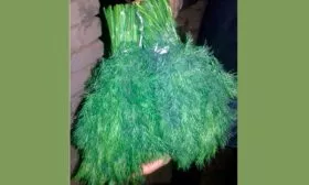 Укроп Леший