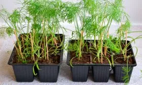 Укроп Леший рассада