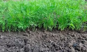 Укроп Леший всходы