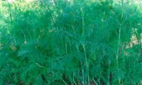 Укроп Леший зелень