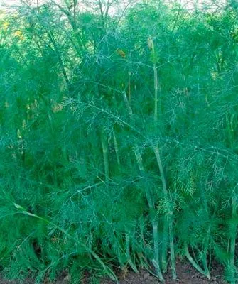 Укроп Леший зелень