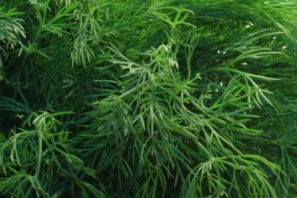 листья укропа Лесногородский