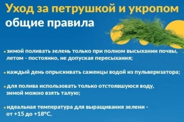 правила ухода за укропом Лесногородсикй дома и на грядке