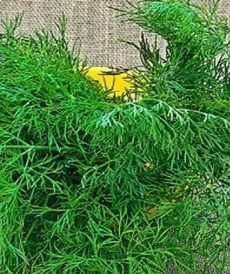 укроп Лесногородский