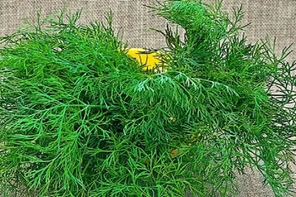 укроп Лесногородский