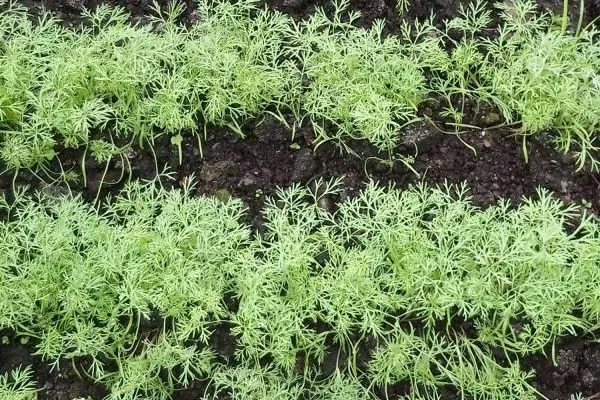 грядка с укропом Лесногородский