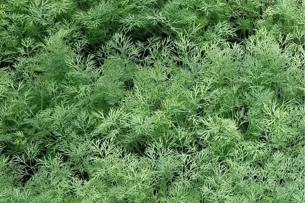 выращивание укропа Лесногородский