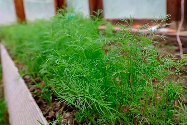 Укроп Обильнолистный молодой