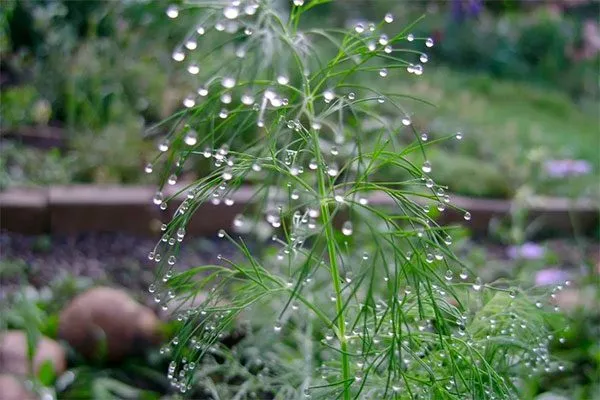 Укроп Обильнолистный полив