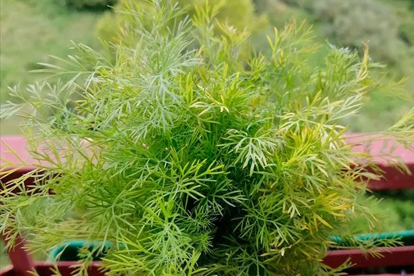 Укроп Обильнолистный пучок