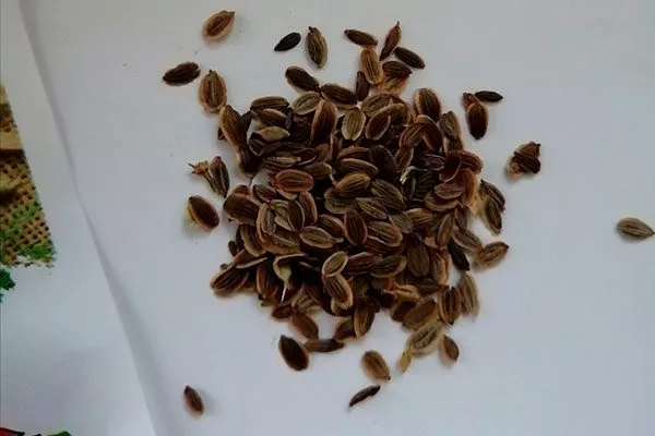 Укроп Обильнолистный семена