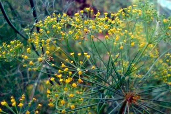 Укроп Обильнолистный цветение