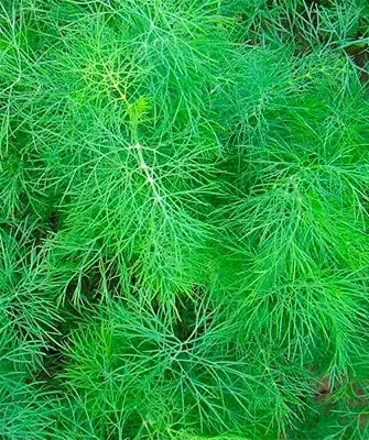 Укроп Обильнолистный зелень