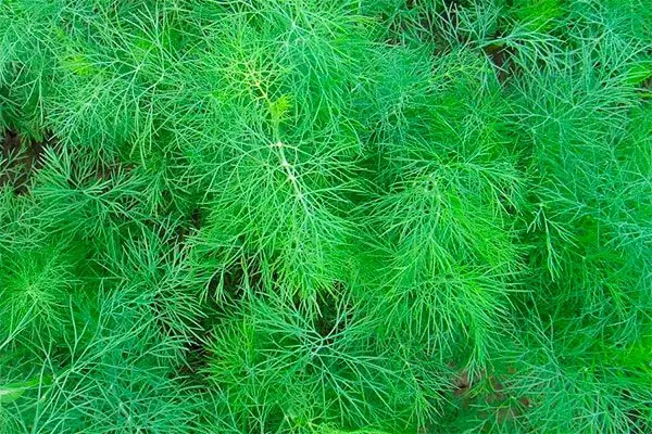 Укроп Обильнолистный зелень