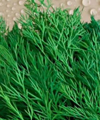 Укроп салют