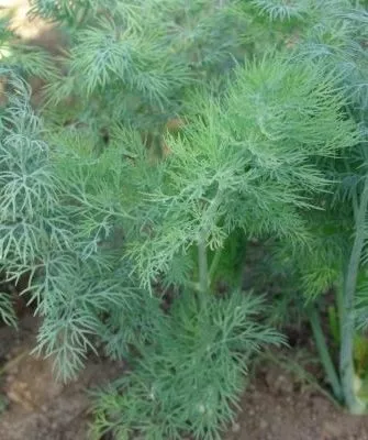 укроп сорта Амазон