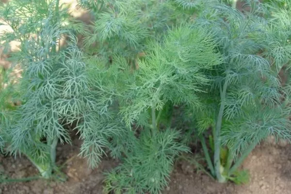 укроп сорта Амазон