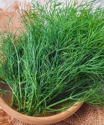 укроп сорта Геркулес