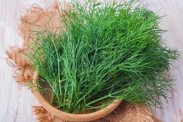 укроп сорта Геркулес