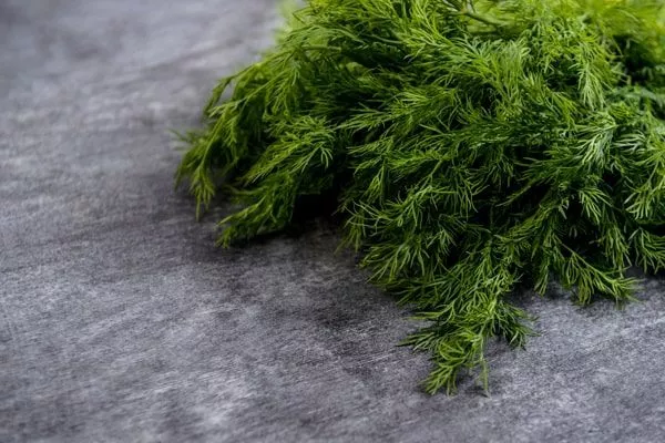 укроп сорта Гренадёр