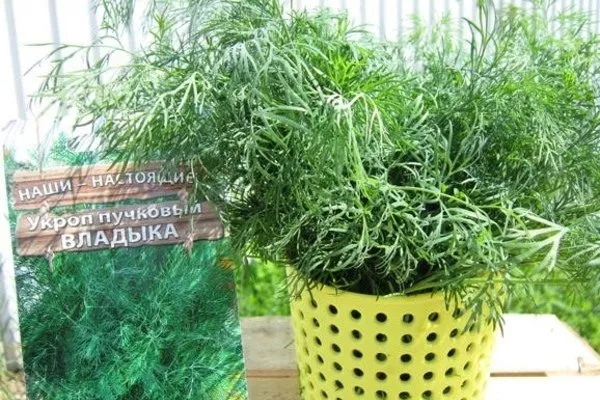 укроп сорта Владыка