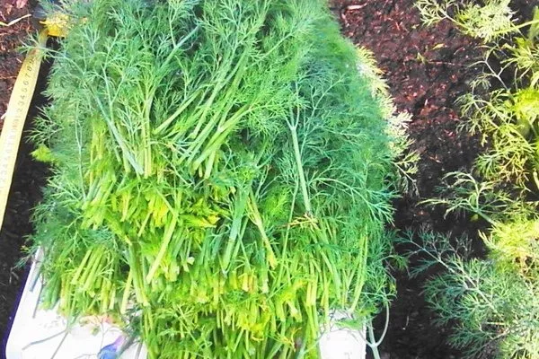 собранный урожай Владыки