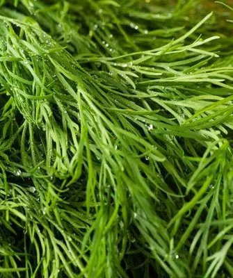 листья укропа Владыка, вид вблизи