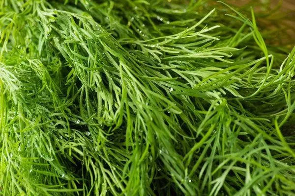 листья укропа Владыка, вид вблизи