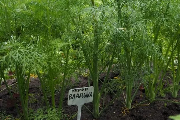 выращивание укропа Владыка
