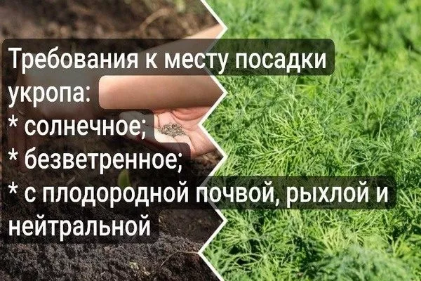 место посадки укропа Владыка