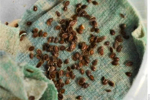 проращивание семян укропа Владыка