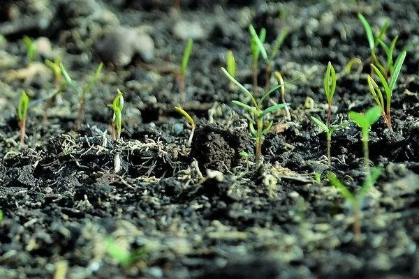 всходы укропа Владыка