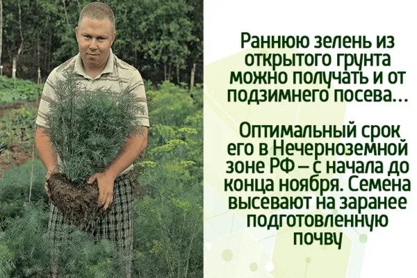 подзимний посев укропа Владыка