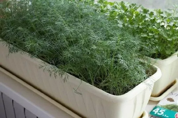 выращивание укропа Владыка на подоконнике