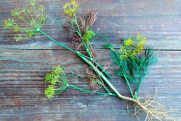 Укроп Зонтик болезни