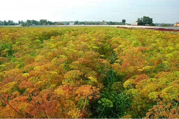 Укроп Зонтик поле