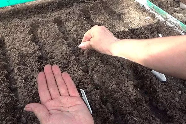 Укроп Зонтик посев в грядку