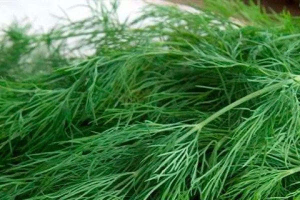 Укроп Зонтик пучок