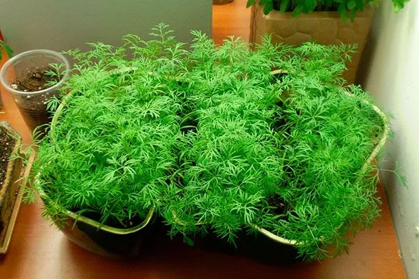 Укроп зонтик рассада