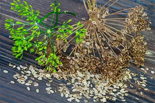 Укроп Зонтик сбор семян