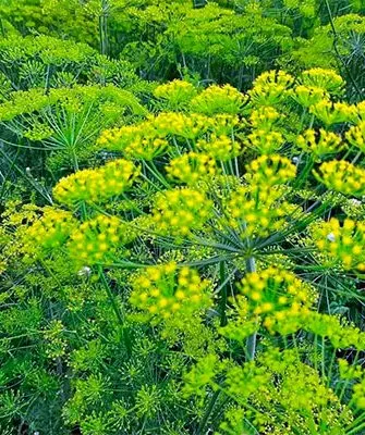 Укроп Зонтик цветение