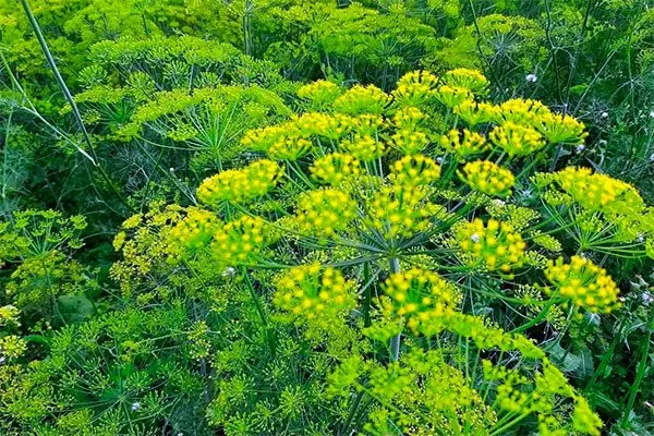 Укроп Зонтик цветение