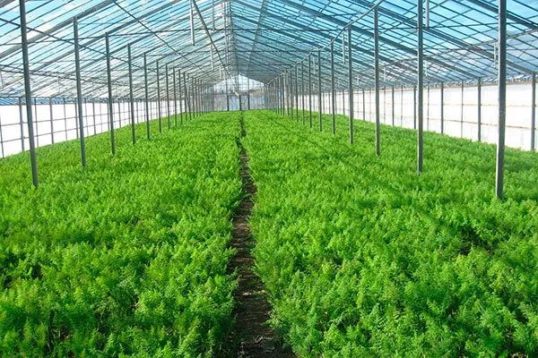 Укроп Зонтик в теплице