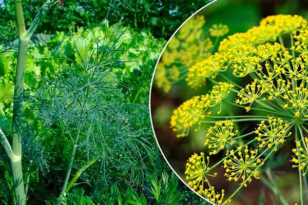 Укроп Зонтик зелень