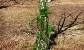 Укрытие на зиму яблони Айдаред7