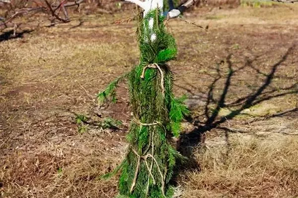 Укрытие на зиму яблони Айдаред7