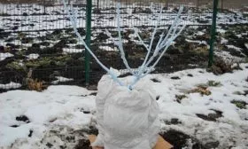 Укрытие на зиму яблони Солнышко19