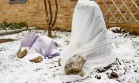 укрытие яблони Имрус на зиму